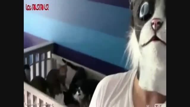 وقتی گربه ها از ماسک می ترسند فیلم گلچین صفاسا