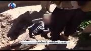 داعش ۸۱مرد را به قتل رساند