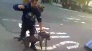 حمله پیتبول به سگ کوچک در خیابان