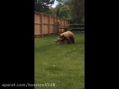 شکار دلخراش گوزن توسط خرس