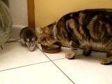 نبرد موش و گربه بر سر شیر