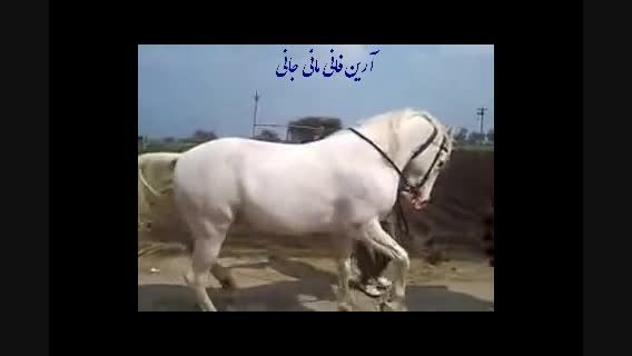 رقص زیبای اسب