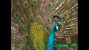 خود نمایی طاووس بسیار زیبا