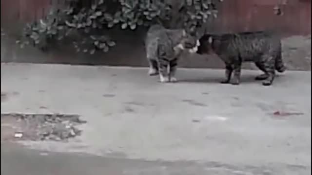 کلیپ دعوای 3 بچه گربه