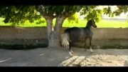 کره اسب عرب اصیل فروشی.اسمش سالی
