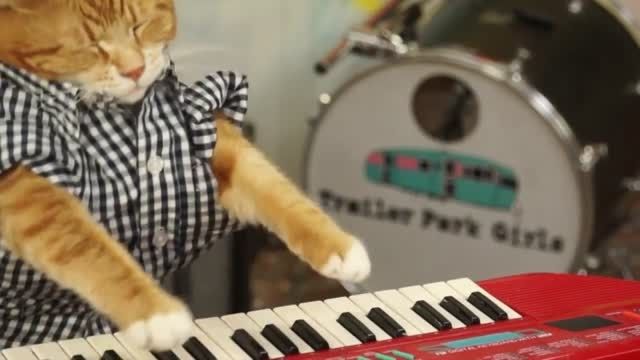 گربه نوازنده