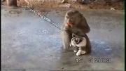 میمون و گربه