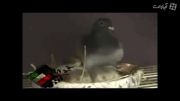 لقاح مصنوعی کبوتر