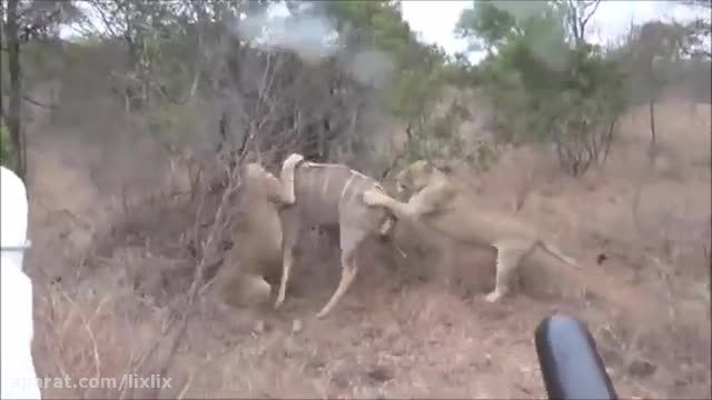 ☺  شکار گوزن توسط شیرها ☺