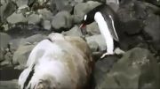 پنگوئن بد شانس و شیر دریایی...