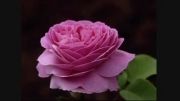 دکلمه  زیبای گل گلدون