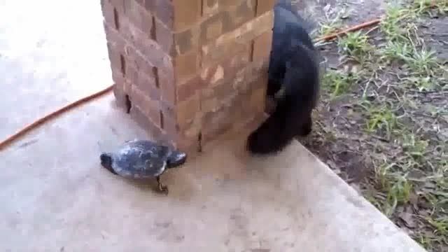 قایم باشک بازی یک گربه با لاکپشت
