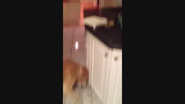 غذا دادن پرنده به سگ