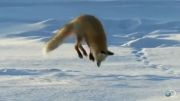 شکار موش در زیر برف توسط روباه