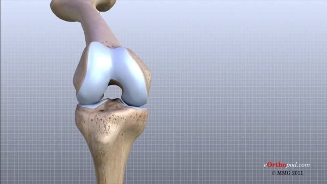 آناتومی مفصل زانو-Knee Anatomy