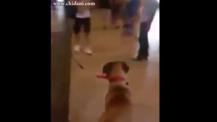 واکنش سگ با دیدن صاحبش بعد از سه سال