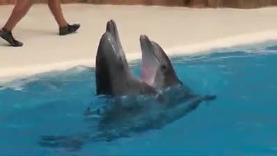 باحال ترین ویدیو از دلفین ها