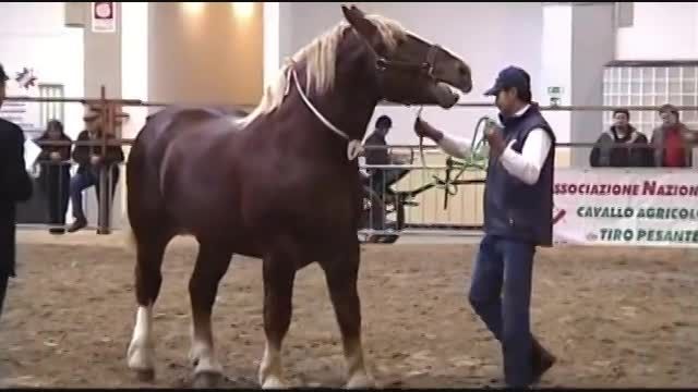 Italian heavy Draught Horse