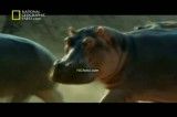 مستند اسب آبی-National Geographic Behemoth.flv