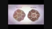 تفاوت ماهیچه گربه سانان با انسان ( 3 برابر قویتر )