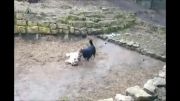 حریف تمرینی توله ببر سیبری (سگ خوشبخت)
