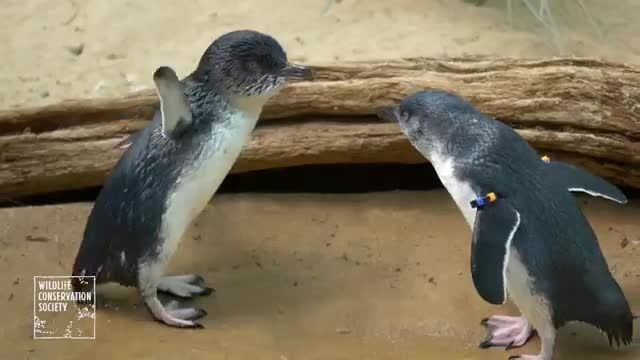رفتار جالب بچه پنگوئن ها