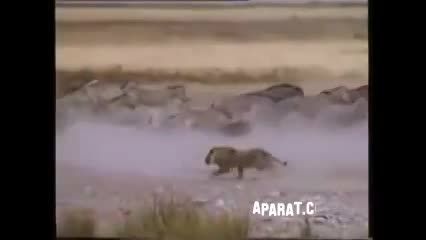 شکار سریع بچه گوره خر توسط شیر