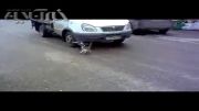 صحنه استثنایی از کبوتری که گربه را به کام مرگ برد