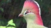توراکو فشن نادرترین پرنده    زیبا دردنیا!!!