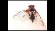کلیپ صدای زنجره (جیرجیرک دشتی) Cicada در جنگل های گیلان