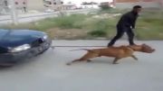 سگ بسیا ر قوی ماشینو میکشه