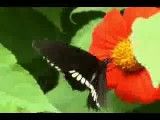 کیلپی زیبا از پروانه