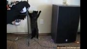 گربه vs لیزر :)