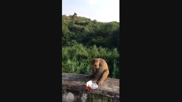 ترساندن میمون