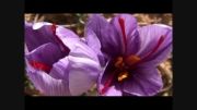 نیلکوه: نخستین تولید کنند زعفران در گالیکش
