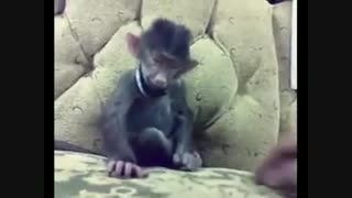 خندیدن یک میمون