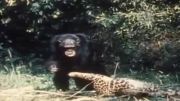 Chimps Attacking Leopard