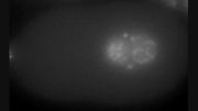 تقسیم سلولی درحالت تک سلولی درطی جنین زایی C-elegans