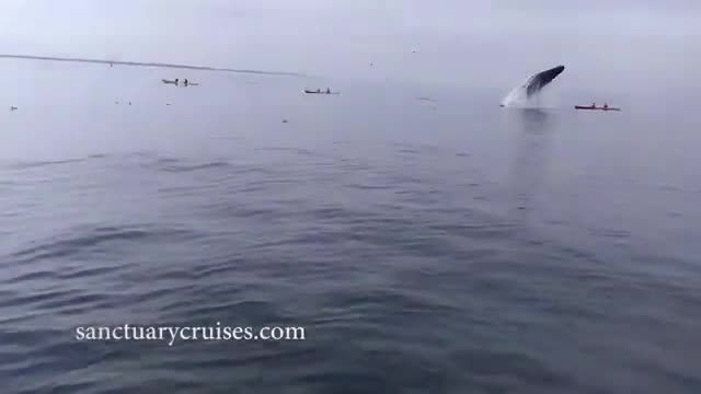 افتادن نهنگ بر روی قایق