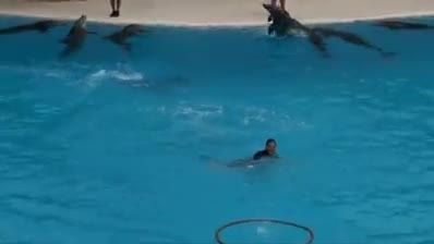نمایش دلفین ها