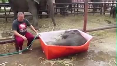 حموم كردن بچه فیل!