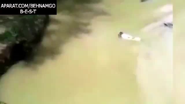خورده شدن گربه توسط تمساح.دلخراش!