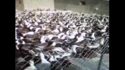 اردک.پرورش اردک کوشتی و تخمگذار09121275773