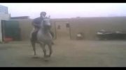 اسب مادیان عرب سمنگان