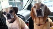 بستنی خوردن خنده دار دو تا سگ در ماشین......