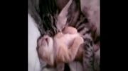 بچه گربه چقدر ناز خوابیده کنار مادرش بچه گربه ی ملوس