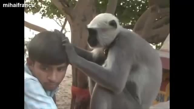 Top 10 Funny Monkey Videos Compilation 2014
