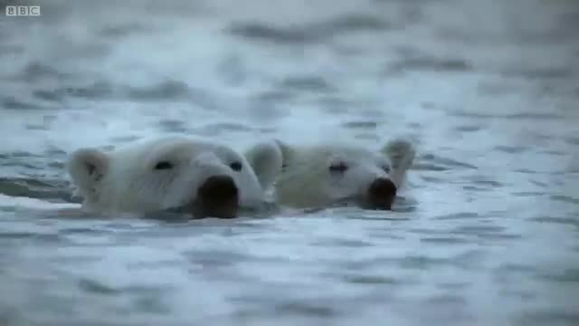 غذای مفت و مجانی برای خرس های قطبی :)