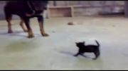 وقتی بچه گربه نترس، سگ را کلافه می‌کند