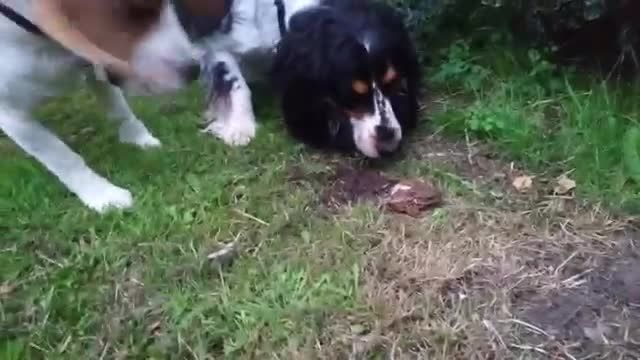 خوردن قورباغه توسط سگ
